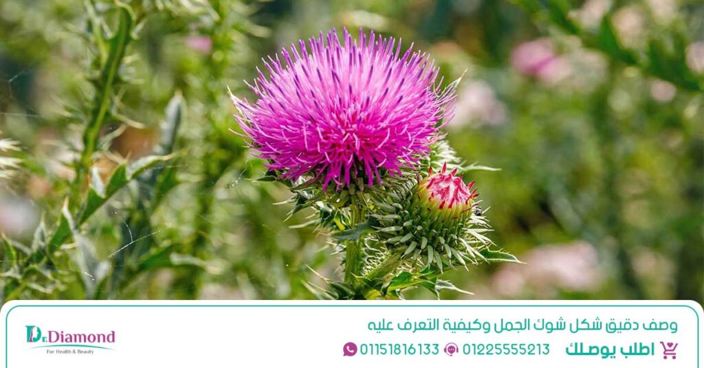 شوك الجمل Silybum Marianum تعتبر واحدة من أفضل علاج للتخلص من دهون الكبد - بذور شوك الجمل - أضرار بذور شوك الجمل - شوك الحليب - فوائد حليب الشوك - طريقة استخدام حليب الشوك - بذرة شوك الجمل