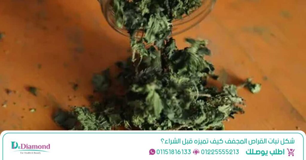 نبات القراص (Nettle) دعم صحة البروستاتا، المسالك البولية، الشعر، والمناعة - عشبة القراص في مصر - بذور القراص - عشبة القراص - نبتة القراص - قراص - عشبه القريص

