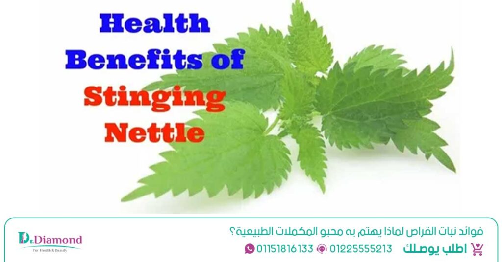 نبات القراص (Nettle) دعم صحة البروستاتا، المسالك البولية، الشعر، والمناعة - عشبه القريص - ماهو شاي القراص - أضرار القراص - أضرار القراص - أقراص نبات القراص في مصر - عشبة القراص فى مصر
