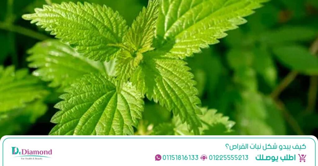 نبات القراص (Nettle) دعم صحة البروستاتا، المسالك البولية، الشعر، والمناعة - عشبة القراص في مصر - بذور القراص - عشبة القراص - نبتة القراص - قراص - عشبه القريص
