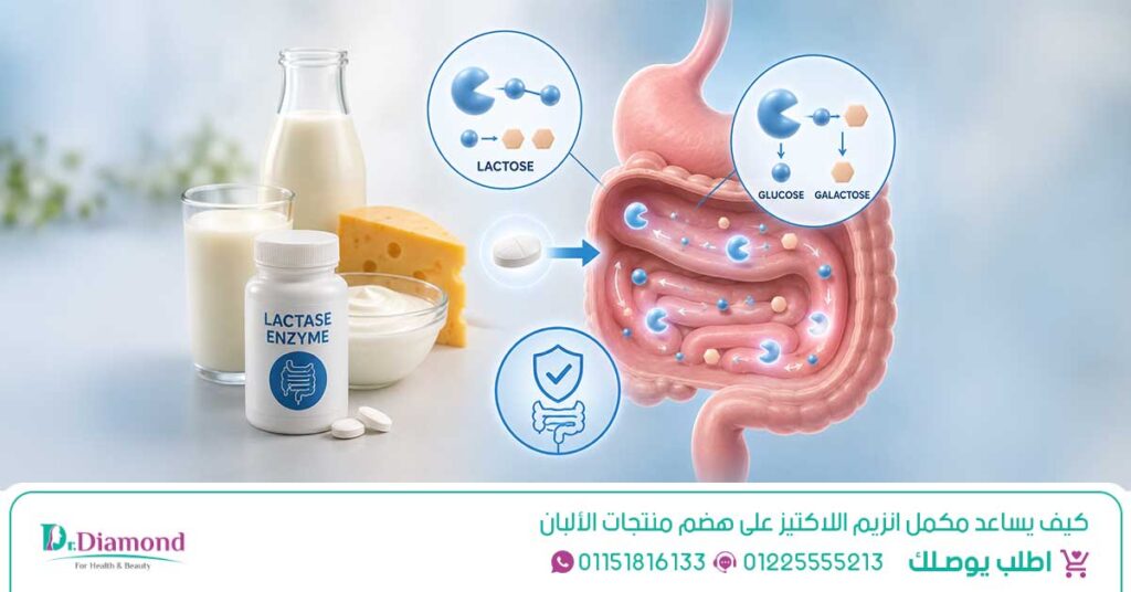 إذا كنت تتساءل ماهو سكر اللاكتوز، فهو السكر الطبيعي الموجود في الحليب، وقد يؤدي نقص انزيم اللاكتيز إلى ظهور أعراض نقص إنزيم اللاكتاز، بينما يعتمد علاج عدم تحمل اللاكتوز على تقليل مصادره أو استخدام مكمل اللاكتيز عند الحاجة